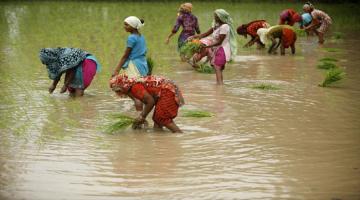 Indian rice rates dive on low demand and bumper crop outlook