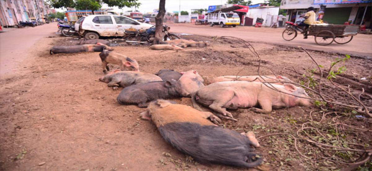 Pigs taking rest in front of Rajiv Gruhakalpa in Kakinada