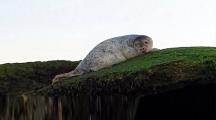 Injured seal rescued from top of WWII pillbox on Yorkshire beach