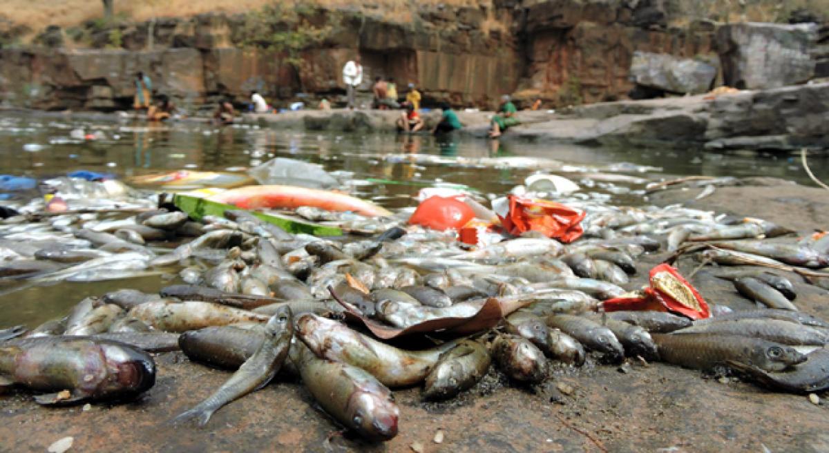 Rare fish found dead at Bheemuni Kolanu in Nallamala forest region on Wednesday. 