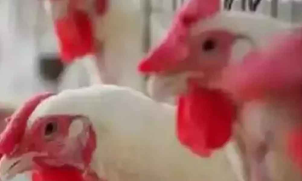 Rising heat pushes up chicken prices in Krishna