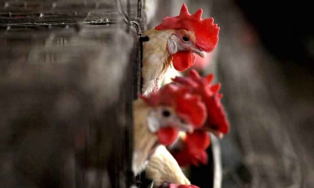 Chicken prices jump amid Covid spike